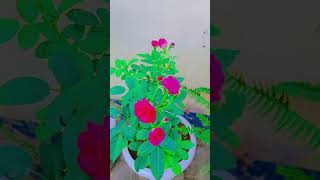 Batan roes nature plants shorts vlog video love gardening [upl. by Ecyla]