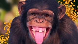 Chimpancé riendose  Efecto de sonido [upl. by Marsha726]