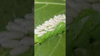 Parasitic braconid wasp larva on horn worm ￼insect caterpillar [upl. by Dick]