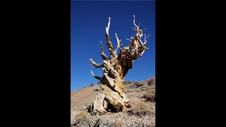 Methuselah The Ancient Sentinel of Time  The Worlds Oldest Living Tree [upl. by Xela682]