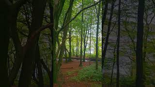 An autumn walk in the forest along the reservoir with vibrant leaves and calm waters [upl. by Nymassej]