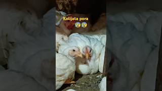 Kolijata pora stutus 🥺🥺 trending youtubeshorts trendingviralvideo [upl. by Selyn]