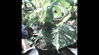 Monstera Thai Constellation UpPot🌿 amp How Im growing mine plants aroid indoorplants monstera [upl. by Tamarah340]