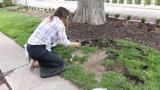 Reseeding Patchy Grass 🌿 [upl. by Dryden]