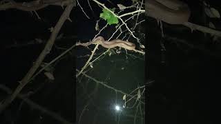 The keelback snake Climbs tree branches to catch hunted [upl. by Oram]