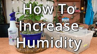 How To Increase Humidity Around Houseplants [upl. by Gilbye]