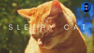 quotThe Sleepy Catquot  Romantic Scottish Sleep Story for Grown Ups Soft ASMR [upl. by Basham668]