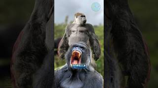 If you encounter a gorilla 🦍🦍 amazingfacts facts [upl. by Griggs]