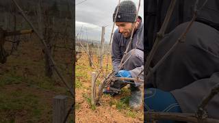 The pruning season is almost here🥶⏳️🎥chateaudumoulinavent grape grapevine vineyard [upl. by Werdn]