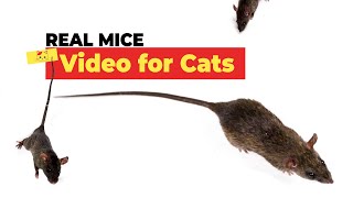 Mice for Cats to Watch  Video for Cats to Watch with Squeaky Mice Sounds [upl. by Apilef525]