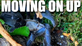 Haplopelma lividum The Cobalt Blue Tarantula rehousing [upl. by Kaiulani]