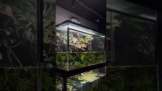 Paludarium vs Terrarium vs Aquarium Which Should You Choose [upl. by Deraj]