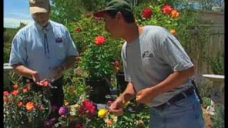 How To Prune Roses In The Summer [upl. by Nancey]