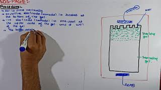 Part4 SDSPAGE Electrophoresis  preparation of Gel in SDSPAGE Electrophoresis Electrophoresis [upl. by Eulalee]