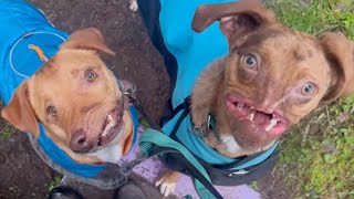 TOO CUTE Pair Of Pooches With Facial Deformities Are Best Friends [upl. by Janie]