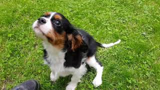 🐶 Barking cute puppy 💖 Cavalier King Charles Spaniel puppy barking [upl. by Gardol4]