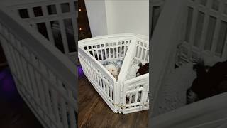 Reset my dogs playpen with me🐶 shorts cleaning puppy reset doglover dogmom [upl. by Brice]