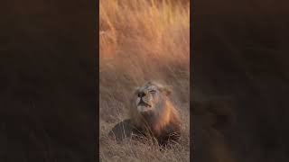 Tigers Roaring in the Sahara Desert A Rare Encounter wildlife shorts lion short [upl. by Noiroc]