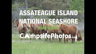 Assateague Island National Seashore [upl. by Hsilgne]