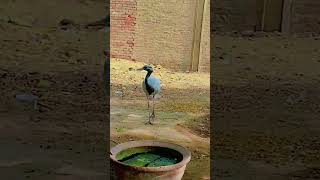 Demoiselle crane bird youtubeshorts villagelife humtvshort videos shortfeed [upl. by Nonahs]