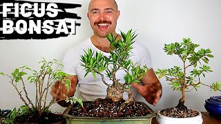 Bonsai Updates  Ficus amp Azalea Bonsai Repotting [upl. by Iluj]