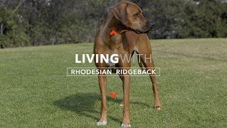 ALL ABOUT LIVING WITH RHODESIAN RIDGEBACKS [upl. by Noek886]