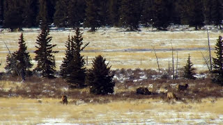 Hunting Colorados Public Lands [upl. by Aicenod]