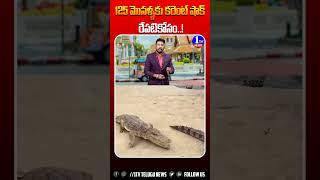 125 మొసళ్ళకు కరెంట్ షాక్ రేపటికోసం  1tvnews  ytshorts ytstudio  ytshortsviral  crocodiles [upl. by Corrianne733]