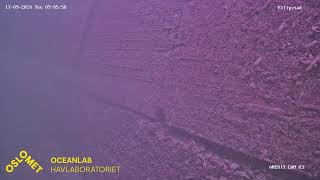 Live streaming OsloMet Oceanlab ANERIS low cost underwater camera observatory  Filipstad [upl. by Eldoria]