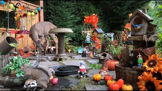 Live Garden Nature CatTV Squirrel and Nature Cam nature wildlife garden animals [upl. by Nnylyaj557]