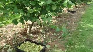 Roughway Farm  A Kentish Cobnut Plat at harvest time [upl. by Yerdna]