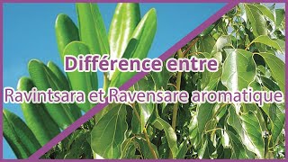 Différence entre Ravintsara et Ravensare aromatique  Dr Françoise Couic Marinier [upl. by Troyes904]