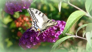 M O T Y L E ●Butterflies●muzyka relaksacyjna●relaxing music [upl. by Plantagenet]