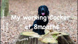 Unveiling My Journey with 8MonthOld cocker Spaniel Ep14 [upl. by Ahseetal408]