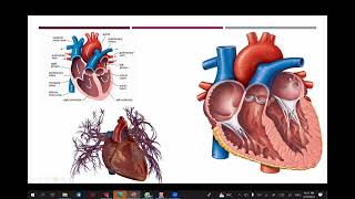 CT contrast and angiography 👉 lecture 1 basic of contrast media  blood circulation anatomy [upl. by Elvera]