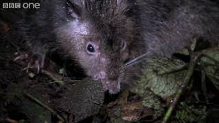 Giant Rat discovered  Lost Land of the Volcano  BBC One [upl. by Haroppiz743]