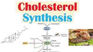 Cholesterol Synthesis  How Our Bodies Make Cholesterol [upl. by Nerty]