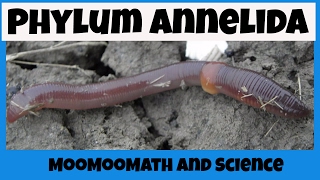 Phylum Annelida Characteristics [upl. by Monson]