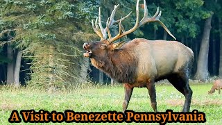 A Visit to Benezette Pennsylvania [upl. by Noyar346]