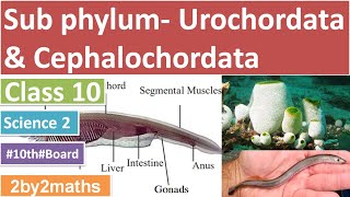 Science 2 Sub Phylum  Urochordata and Cephalochordata  Phylum Chordata [upl. by Morissa]