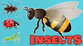 Insects Name Learn Insects and Bugs Vocabulary in English for Kids [upl. by Moria]