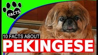 Top 10 Facts About the Pekingese Dogs 101 [upl. by Laeahcim312]