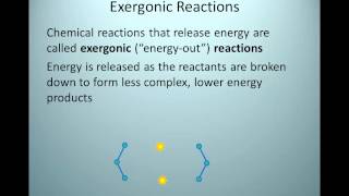 Exergonic Reactions [upl. by Hsoj]