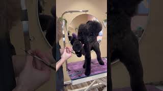 SHAVING my poodle… [upl. by Hendrika683]