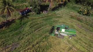 Drone view of Huis’T Dieren rice fields Essequibo Coast Guyana [upl. by Picardi835]