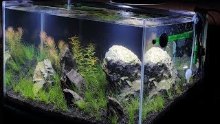 18石組レイアウト 水槽立ち上げ part2 水草植栽編Aquascaping Iwagumi set up [upl. by Craven3]