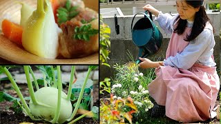 【kohlrabi】grow the worlds rarest vegetable in 120 days and cook into four Japanese dishes kohlrabi [upl. by Norraa]