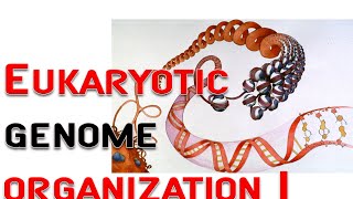 Eukaryotic genome organization 1  chromosome nucleosome [upl. by Cud]