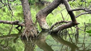 Parque Nacional Natural Tayrona [upl. by Joshi]