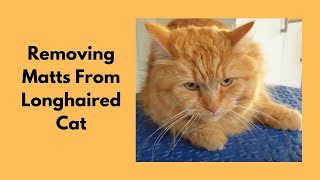 Removing Matts From Longhaired Cat With Belly Clip LoveCatsGroomer [upl. by Aronid]